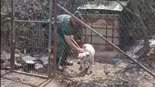 La Guardia Civil rescata a un perro que había quedado atrapado en la zona calcinada por el incendio de Los Gallardos