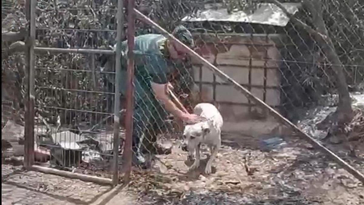 Guardias Civiles rescatan con vida a un perro que había quedado atrapado en el incendio de Los Gallardos.