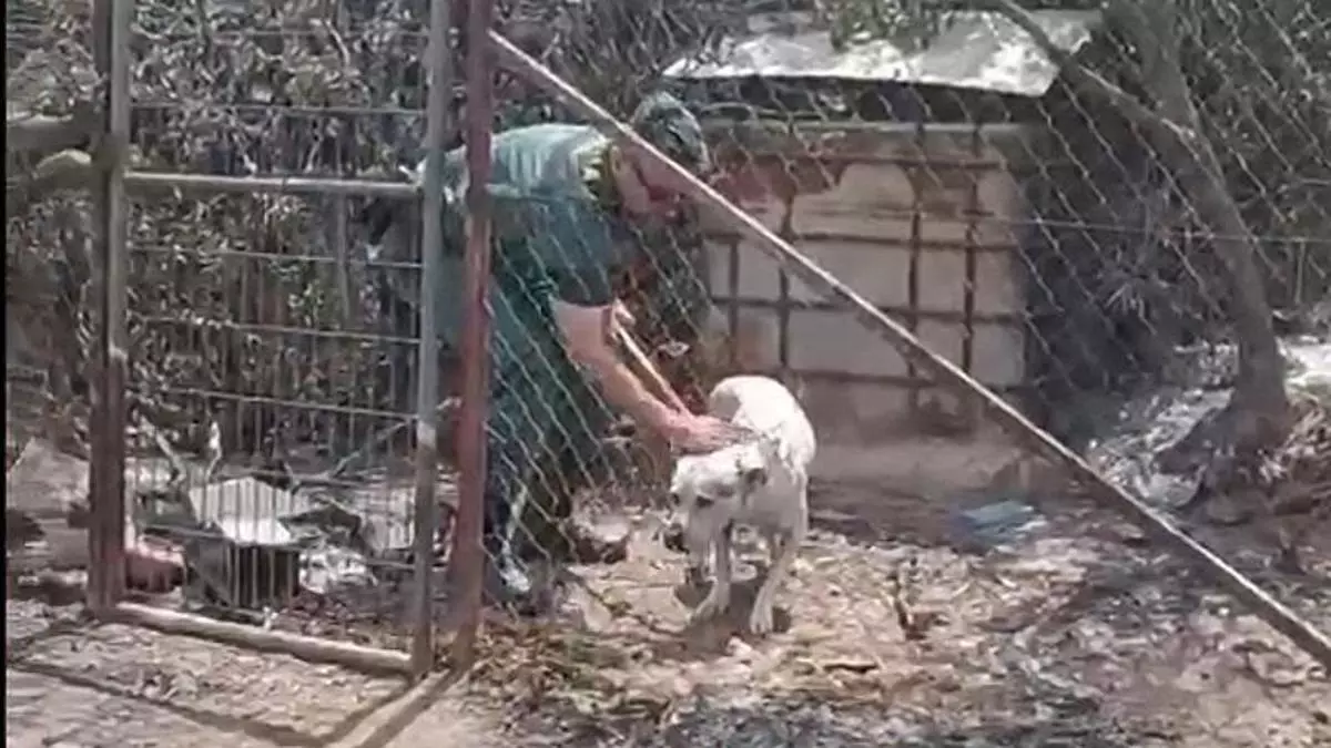 Guardias Civiles rescatan con vida a un perro que había quedado atrapado en el incendio de Los Gallardos.
