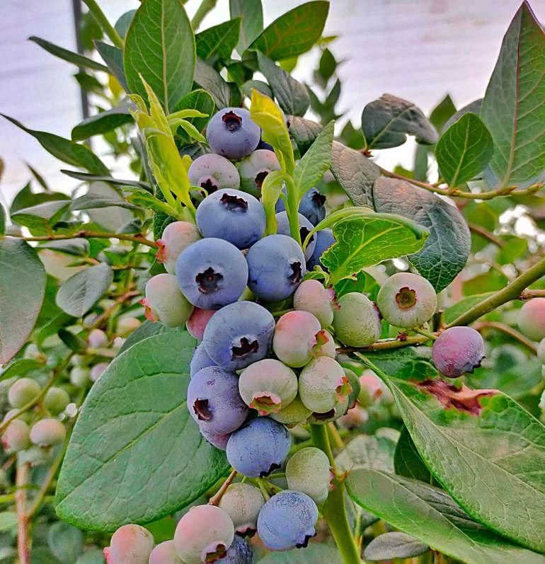 Una rama con frutos.