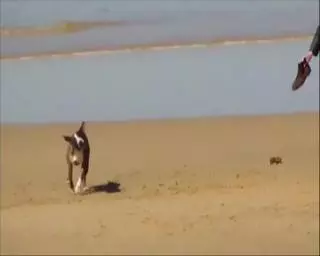 Una persona con el brazo roto y otras dos con mordeduras por defender a un gato del ataque de un perro peligroso en Petrer