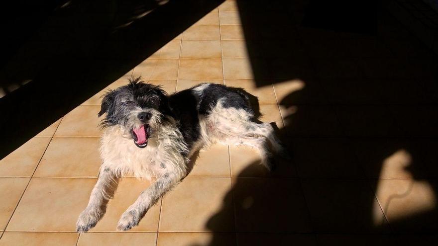 Los veterinarios alertan: algunos perros y gatos también necesitan protector solar en verano (y así debes aplicarlo)