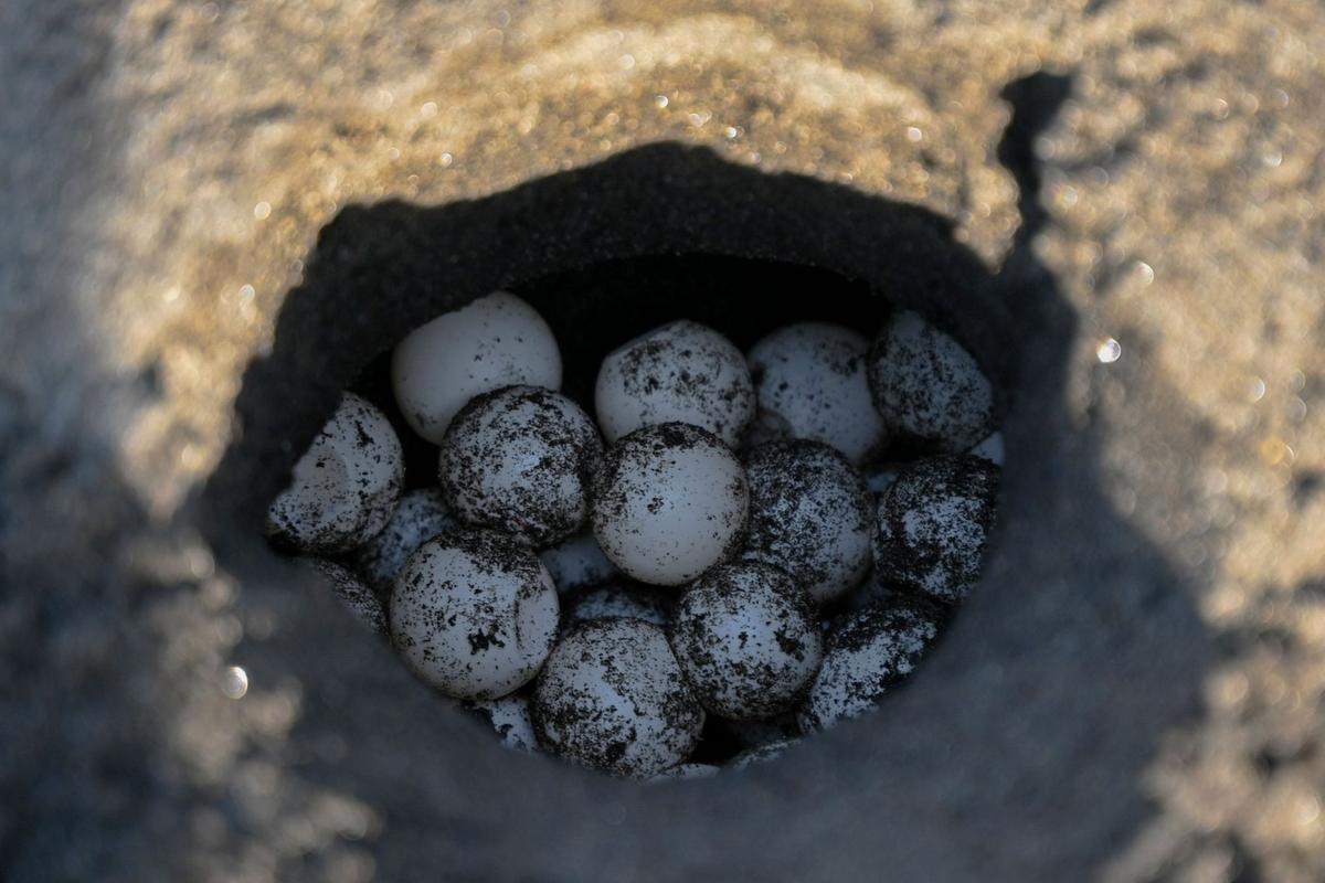 Crías de tortuga negra (Chelonia mydas agassizzii) se dirigen hacia el mar tras de ser liberadas en la playa de Sipacate, a unos 135 km al sur de Ciudad de Guatemala, el 19 de octubre de 2022.