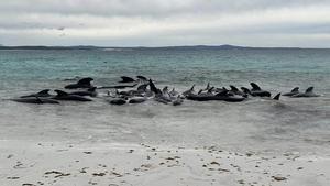 Mueren 51 ballenas piloto tras quedarse varadas en una playa del suroeste de Australia