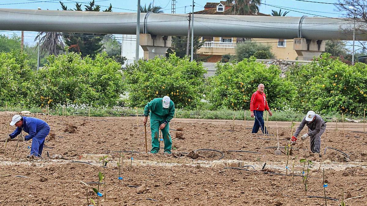 Agricultores trabajando, con una de las tuberías del trasvase Tajo-Segura al fondo. | TONY SEVILLA