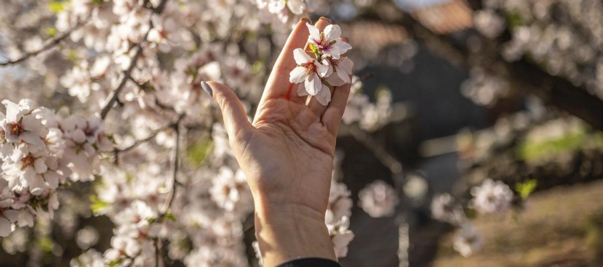 La floración del almendro marca el inicio del año en el municipio del sur de Tenerife. | A.G.
