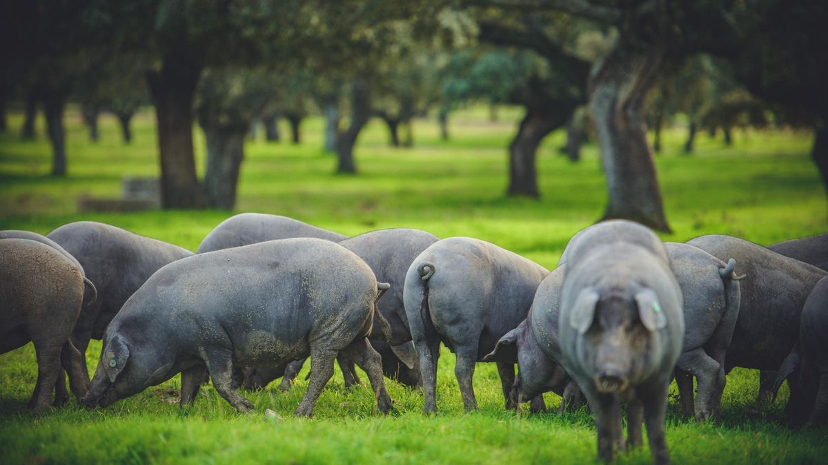 La lluvia mejora las expectativas para una montanera que aún se prevé difícil