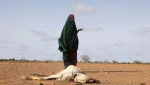 Una desplazada interna somalí junto al cadáver de una de sus vacas muerta como consecuencia de la sequía, en la región de Gedo.