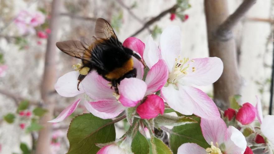 Investigadores de la UMU advierten en ‘Nature’ del riesgo de los pesticidas para los polinizadores