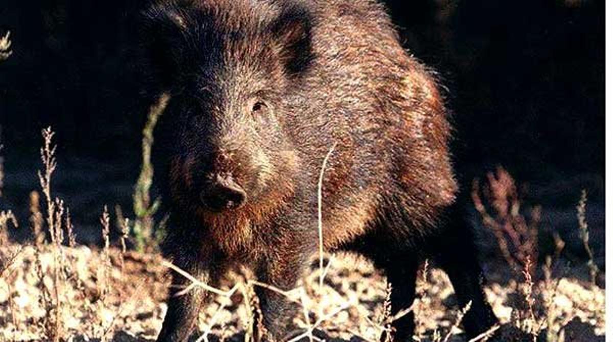 El Govern ha desestimat la caça amb armes de foc per ser més invasiva i alarmant per als veïns.