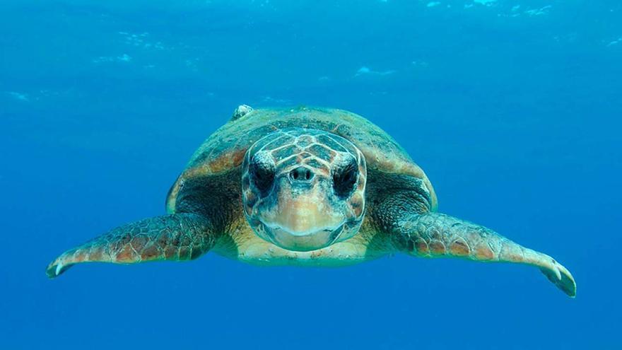 El Seprona rescata a dos tortugas boba atrapadas entre redes de pesca en Gran Canaria