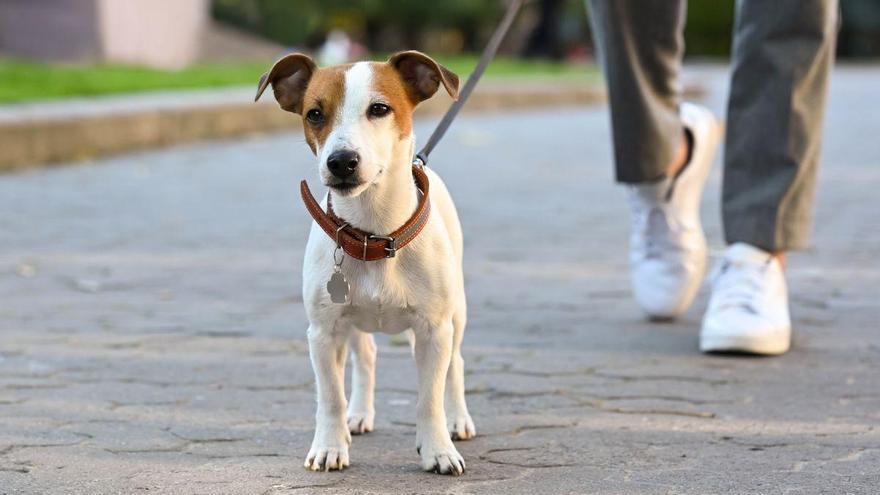 La Ley de Bienestar Animal lo deja claro: cuándo será obligatorio el seguro para perros y sus multas