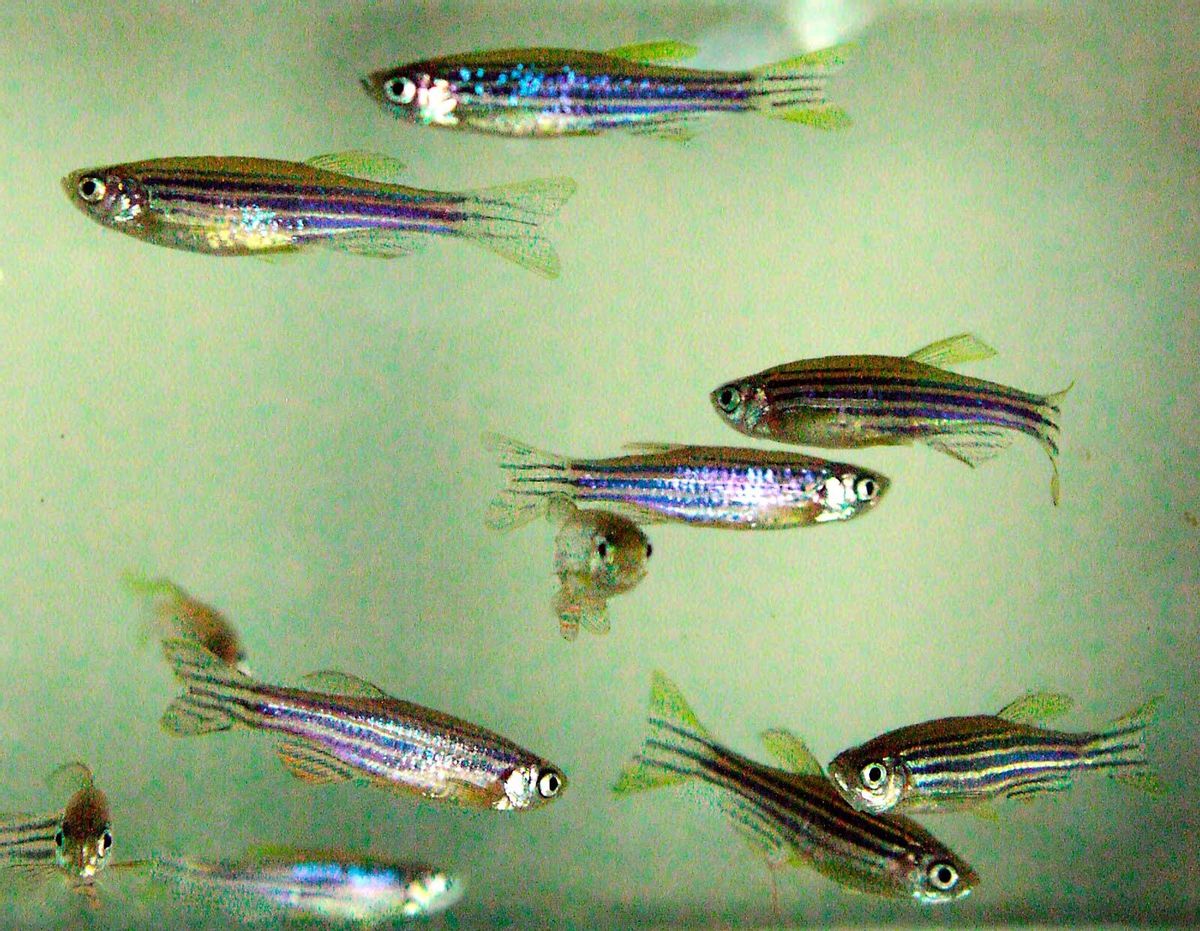 El experimento se realizó con ejemplares de pez cebra