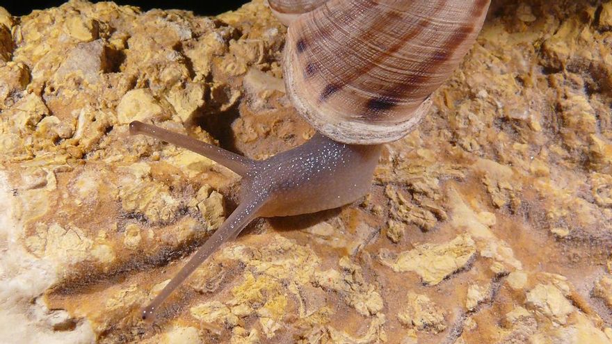 El caracol serrano, en peligro de extinción