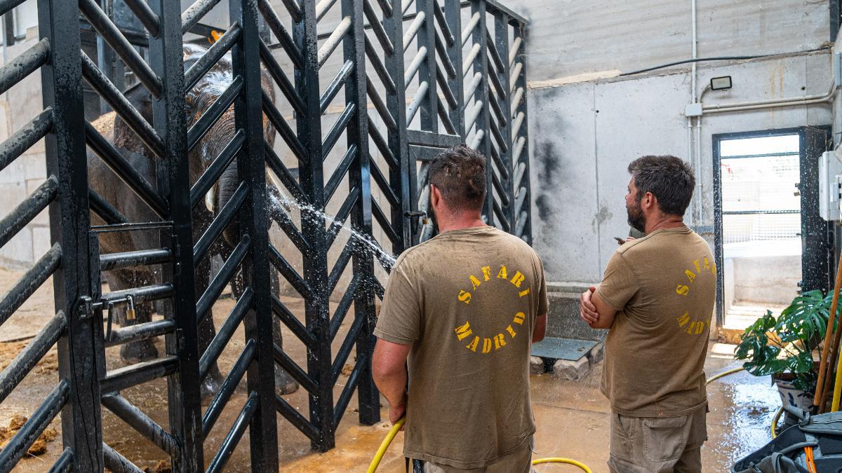 Safari Madrid mantiene activos sus protocolos de prevención tras los incendios y ha colaborado en el rescate de animales de Kuna Ibérica, en Navas del Rey.