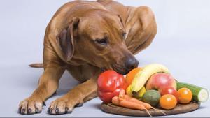 Fruta y verdura para perros 