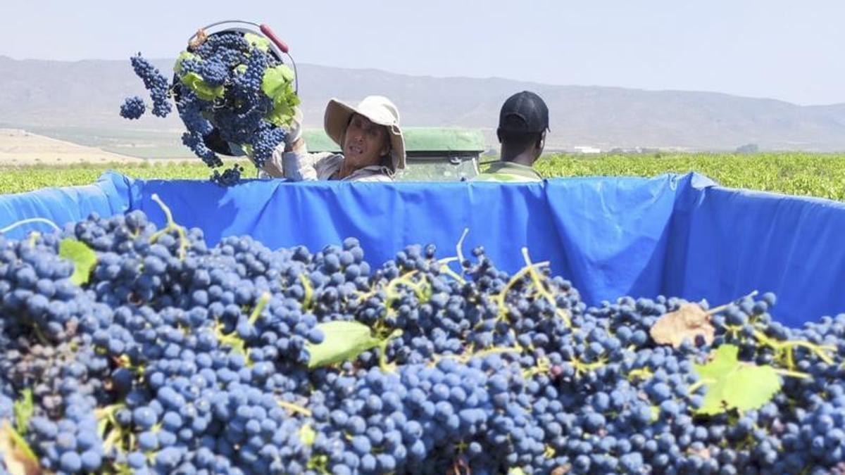 Las variedades más tempranas abren una campaña que se desarrollará de forma escalonada por todo el territorio