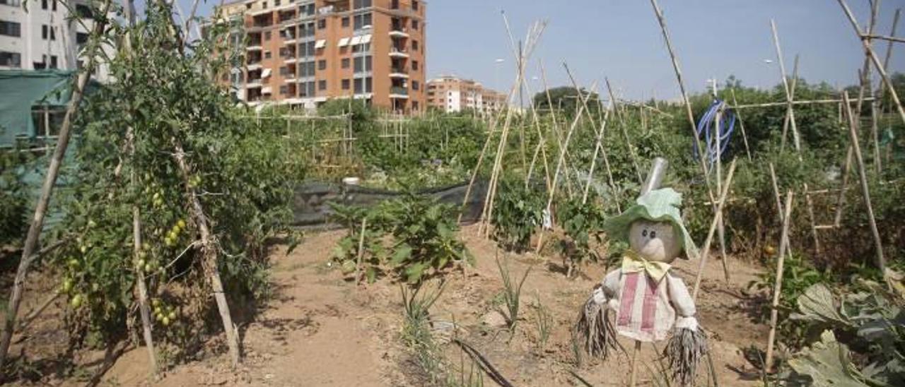 El éxito entre los vecinos del huerto urbano