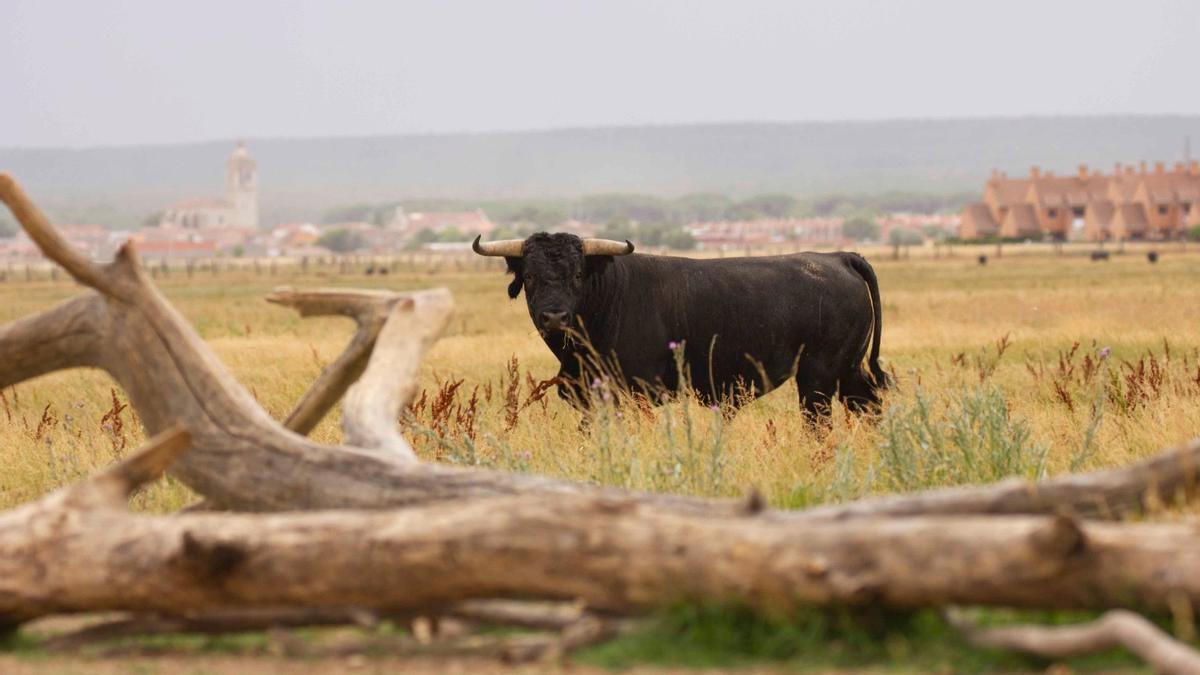 Castilla y León lanza los Premios de estudio e investigación sobre Tauromaquia con 20.000 euros en dotación.