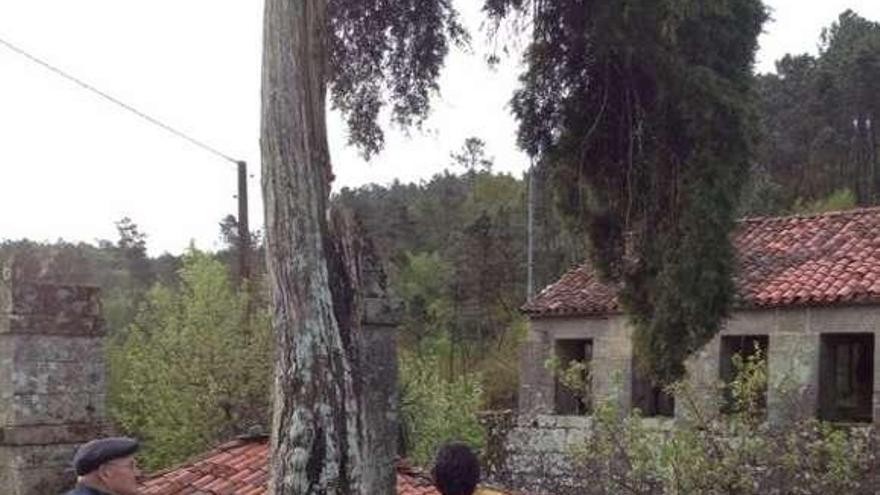 Detalle del árbol, que se conserva en Rodís.