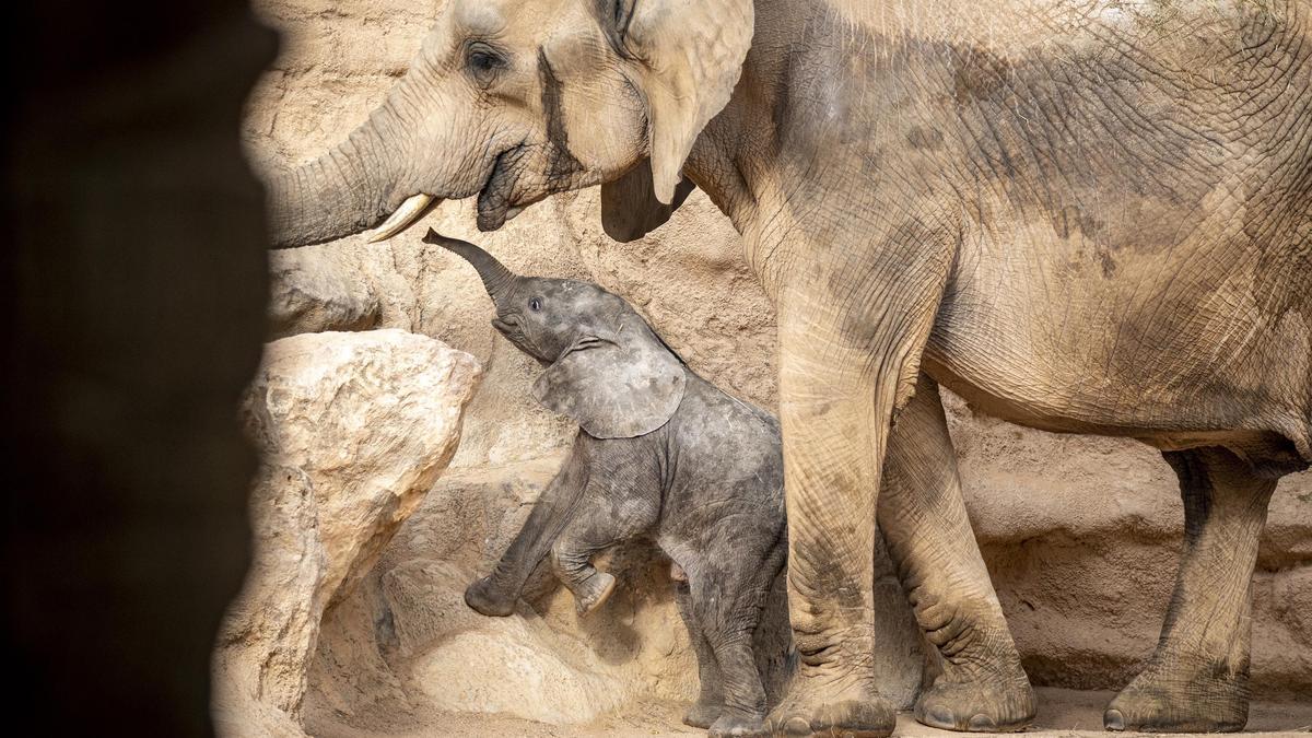 La cría de elefante nacida en Bioparc València cumple un mes de vida 13