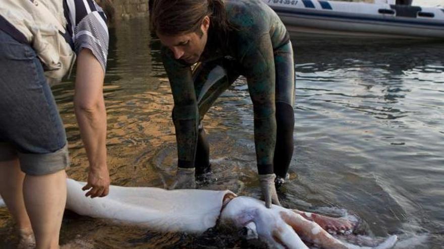 El bombero que encontró el calamar, a la derecha, deposita el animal en la antigua rula del Puerto. | juan plaza