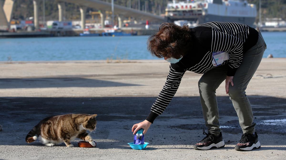 La Barcelona felina