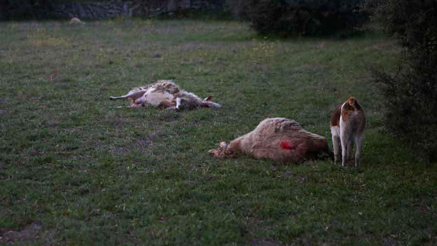 Ovejas muertas por los cánidos en Sayago este año.