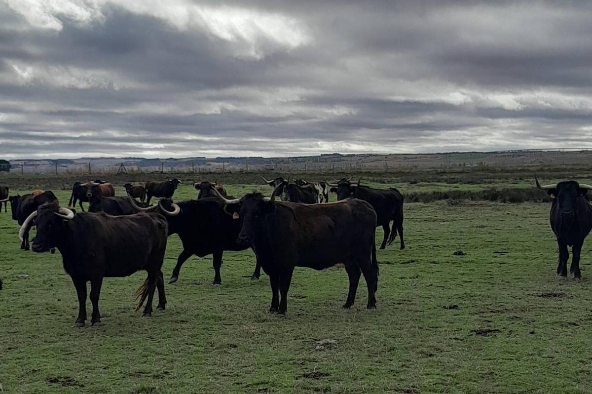 Reses en la ganadería de Rodolfo Gallego, heredero de Agustín Gallego. | C. T.