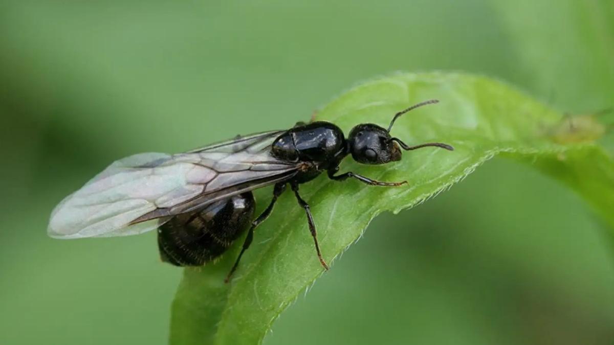 Por qué las hormigas voladoras están invadiendo Madrid? - Información