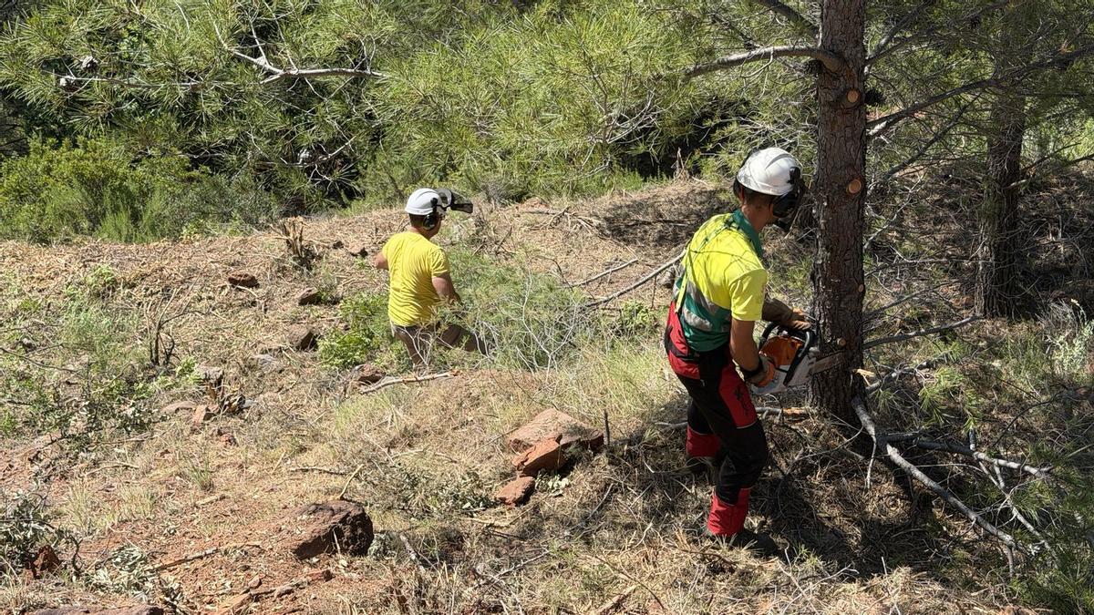 Los equipos especializados actúan actualmente en la zona de la urbanización de Montornés, en Benicàssim.