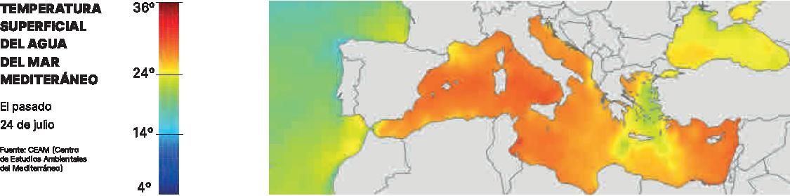 La ola de calor también causa estragos en el Mediterráneo