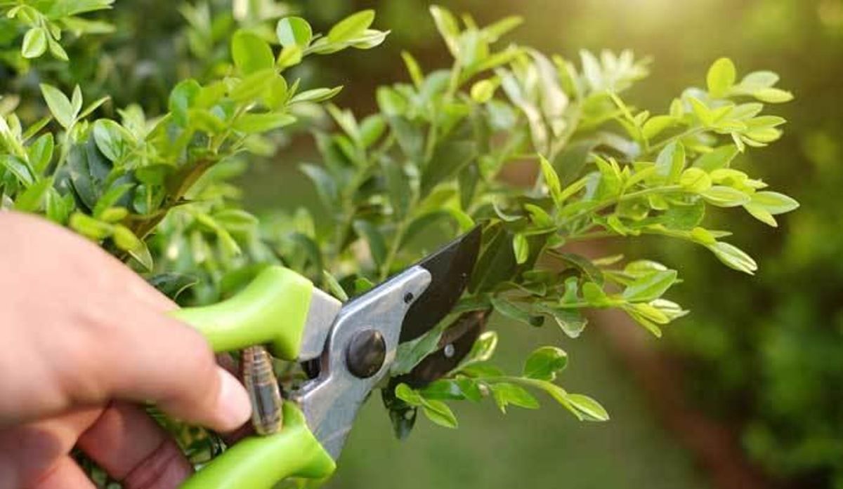 Cinco trucos para que tus plantas sobrevivan a tus vacaciones