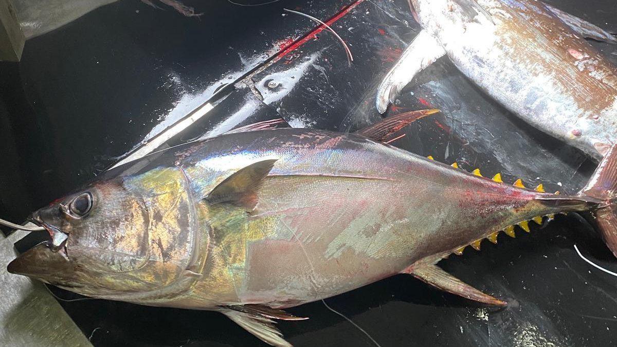 El atún capturado por el barco de Opnapa, el «Escualo Cuatro»