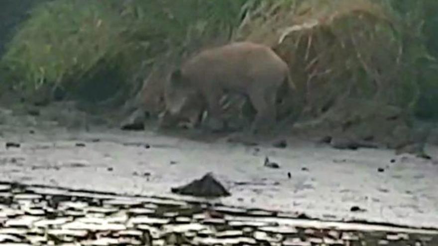 Los jabalíes también se bañan en el Ulla