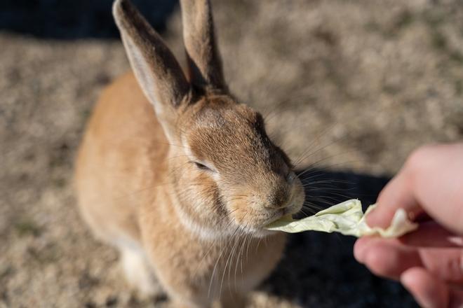 Okunoshima, la Isla de los Conejos, Japón