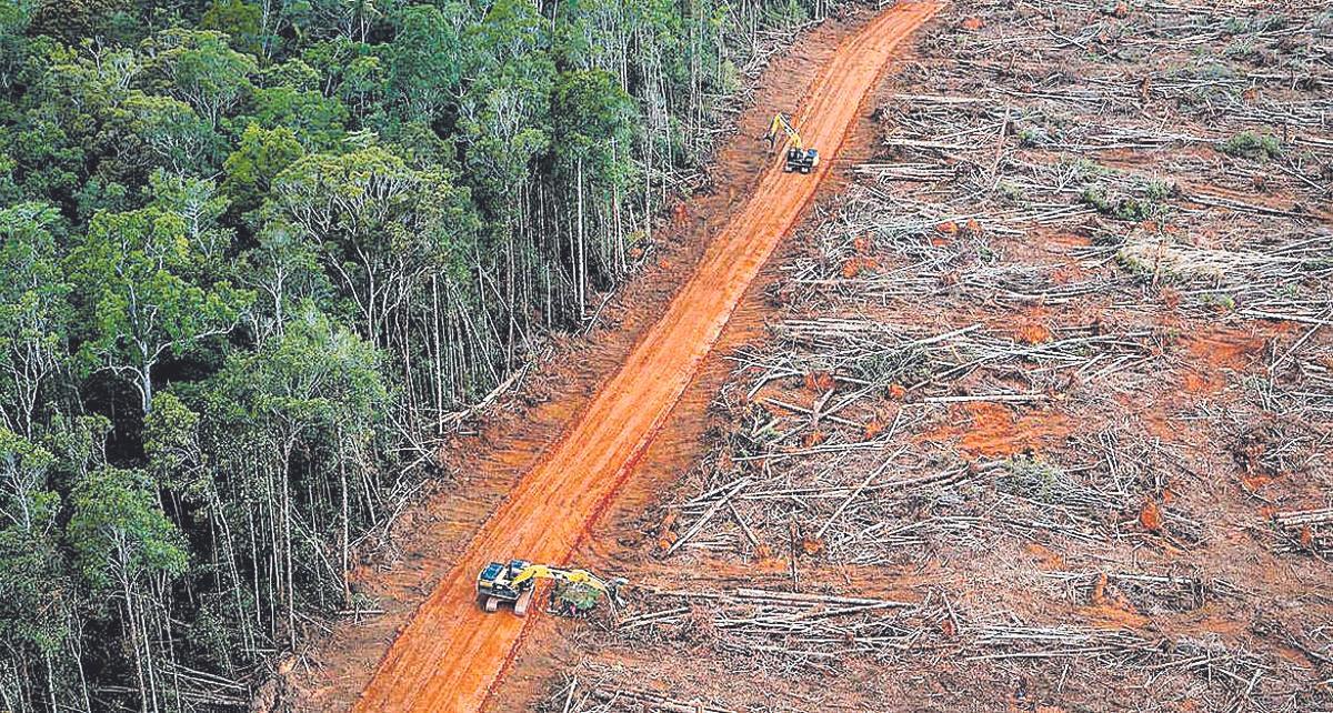 La humanitat segueix destruint els boscos del planeta.