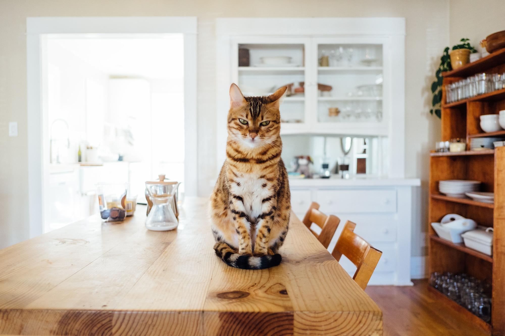 Gato en una mesa de cocina en casa