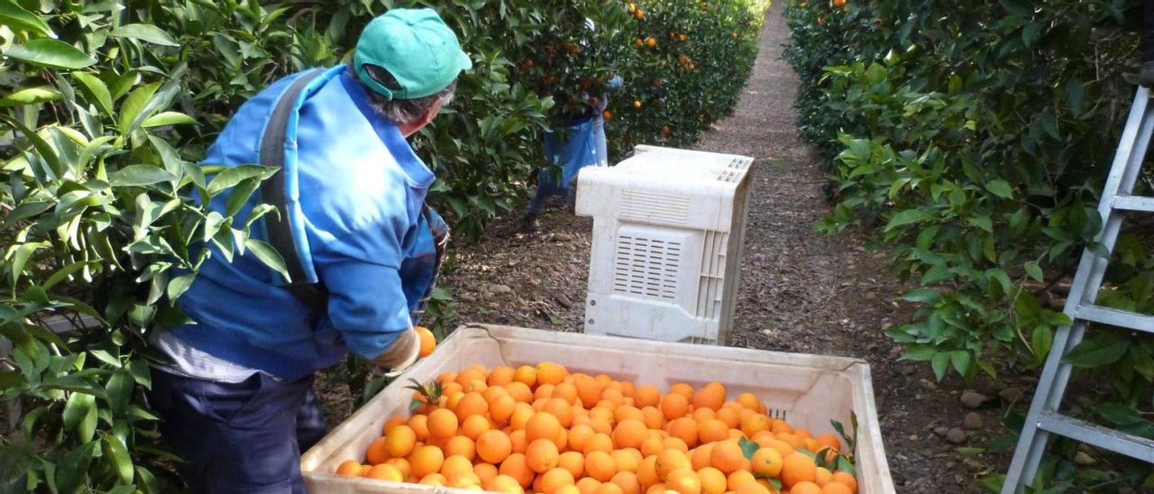 La merma productiva tiene su repercusión en los jornales de los trabajos de recolección en el campo.