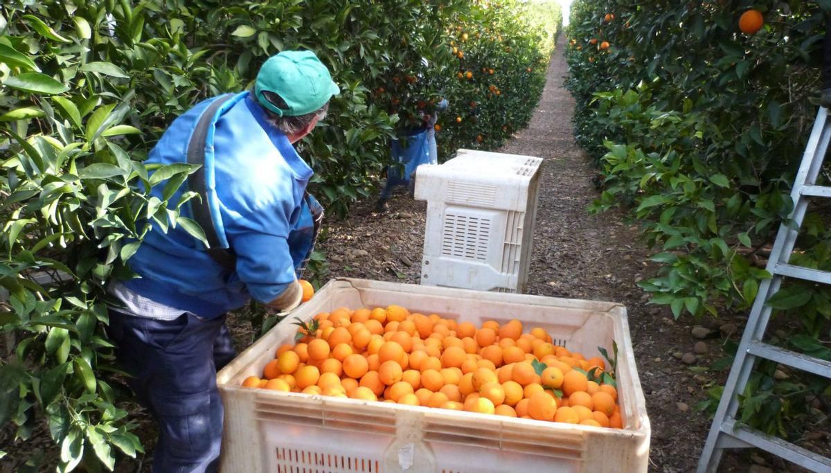 La merma productiva tiene su repercusión en los jornales de los trabajos de recolección en el campo.