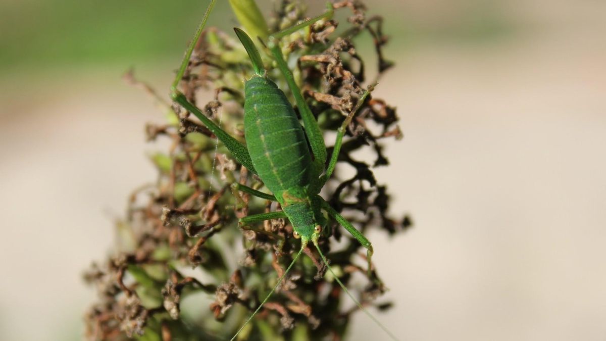 Pulgón o bicho en una hoja.