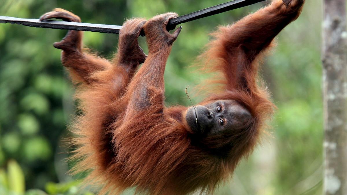 Un orangután cuelga de una cuerda en un santuario para estos animales en Indonesia.