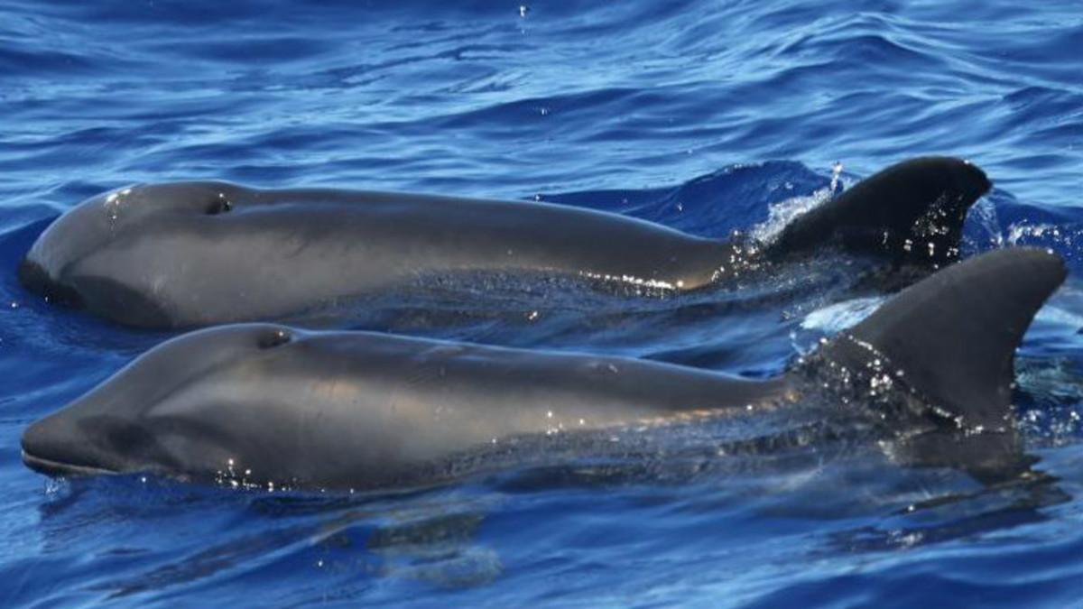 Descubierto un inédito híbrido entre un delfín y una ballena