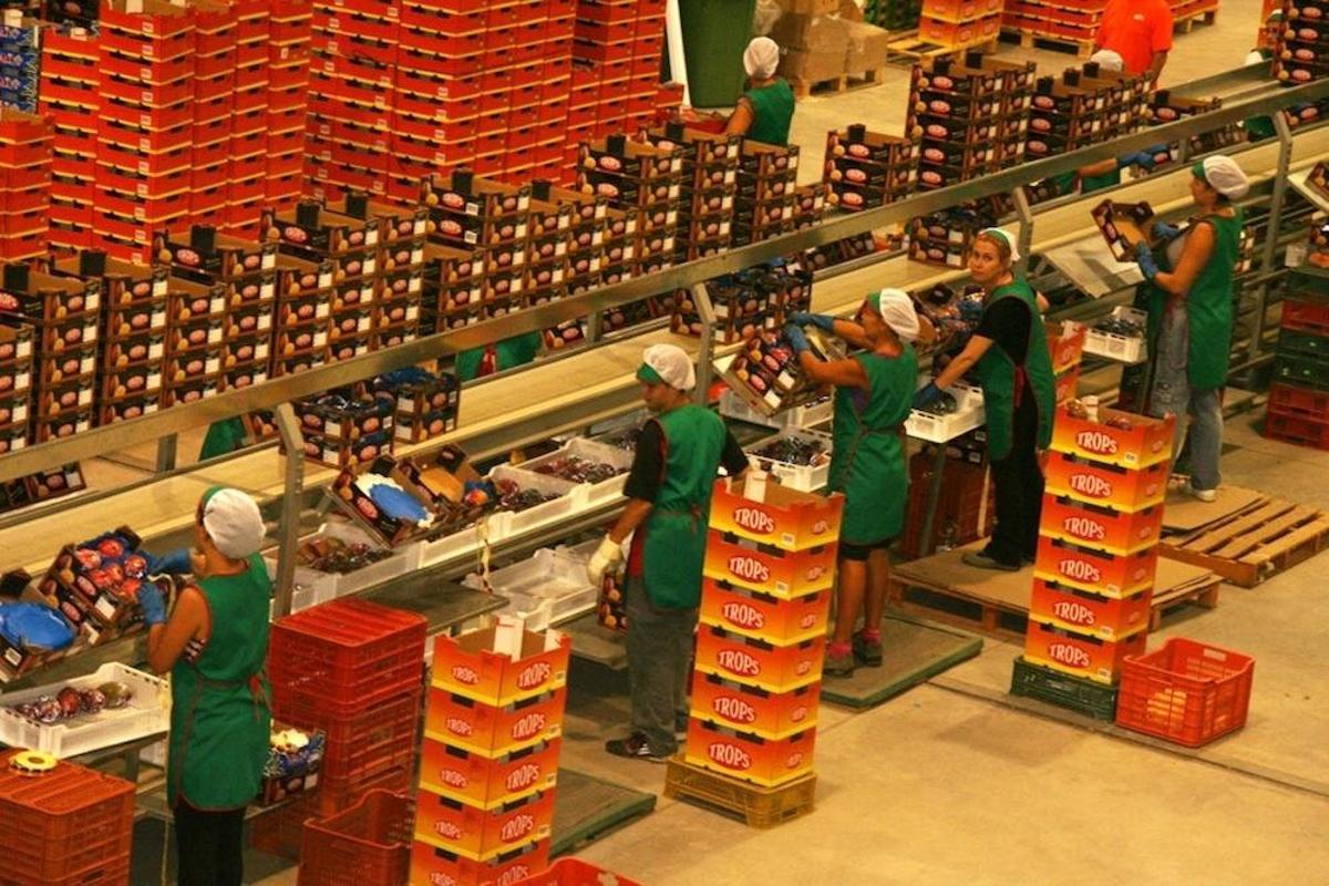 La Axarquía ha roto este año la barrera de 200 millones facturados en exportaciones de subtropicales.