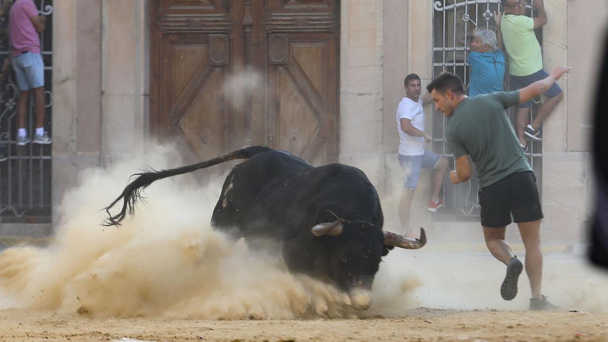 Bous al carrer en las fiestas de Benifairó.