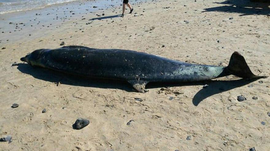 Localizan el cadáver de un cetáceo en una playa