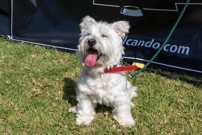 II Feria de Mascotas en Maspalomas