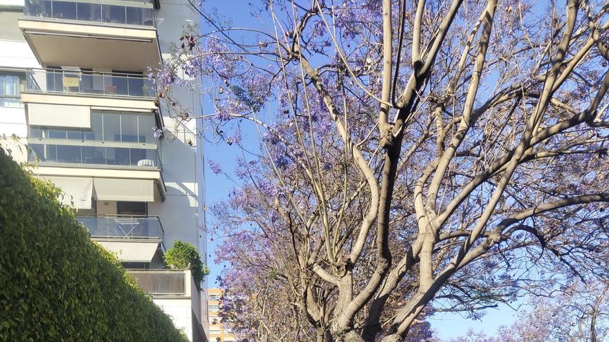 Un servicio especial de limpieza dedicado a la recogida de flores en la ciudad de Alicante