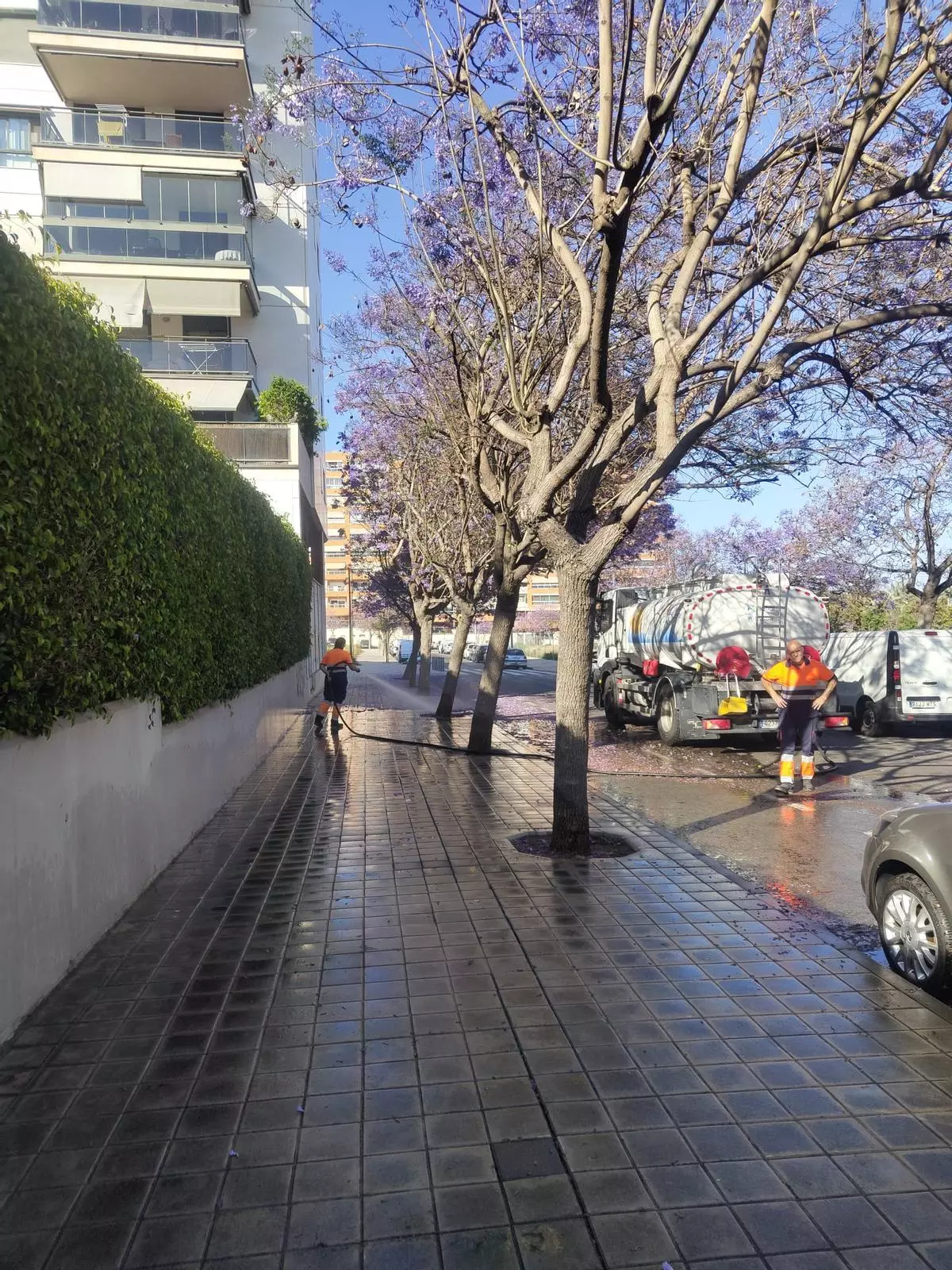 Un servicio especial de limpieza dedicado a la recogida de flores en la ciudad de Alicante
