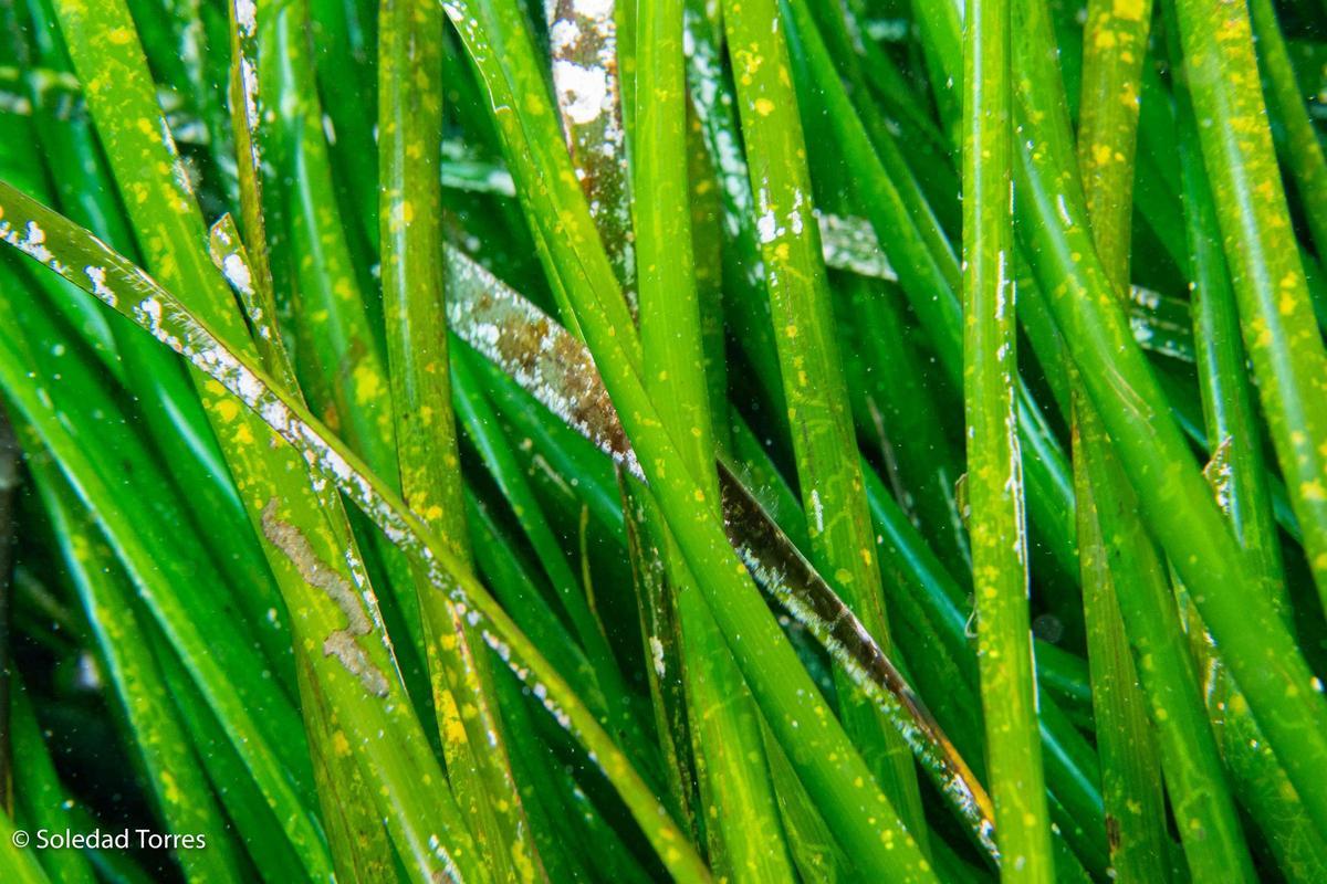 Estudio GEN GOB 2025 posidonia océanica en Pitiusas Estudio GEN GOB 2025 posidonia océanica en Pitiusas